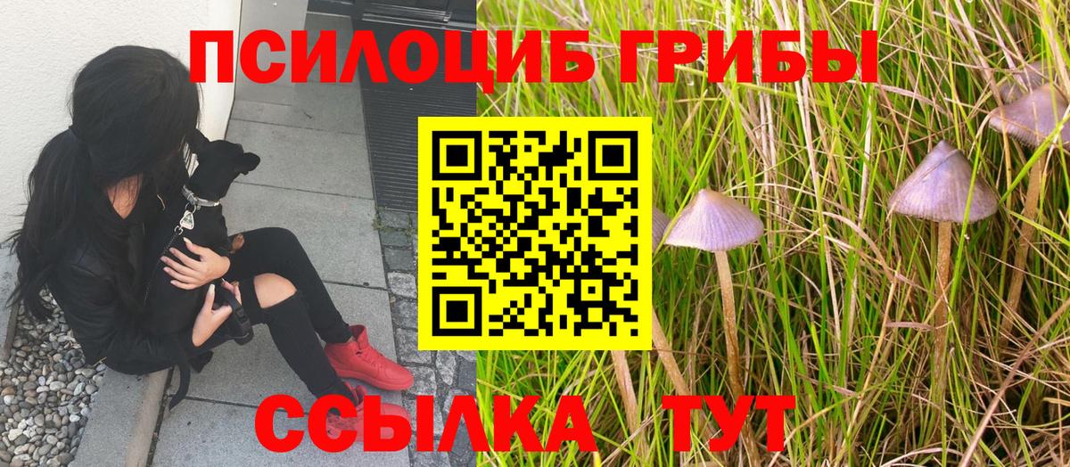 Псилоцибиновые грибы Psilocybe  Вход с VPN  Псилоцибиновые грибы ЛСД  Каспийск 